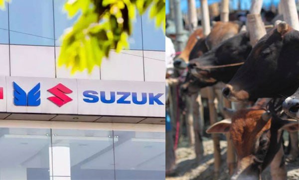 Maruti Suzuki plans to use dung as fuel in Indian cars to prevent pollution; There is also a plan to export biogas